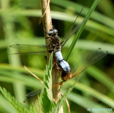 Libellula fulva